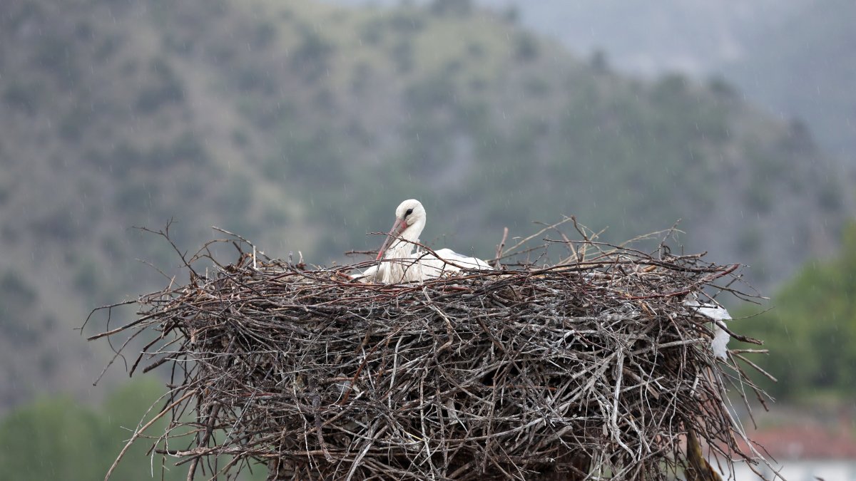 A young stork returns to Saraydüzü Cuma Plain, marking a success for local conservation efforts in Sinop, Türkiye, May 14, 2025. (AA Photo)