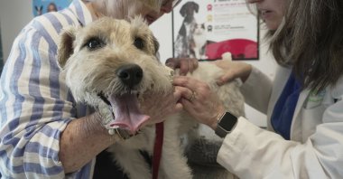 Dr. Karen Woodard checks for fleas and ticks on Gail Friedman&#039;s allergy-prone dog, Mr. Friedman, Elmhurst, U.S., May 13, 2025. (AP Photo)