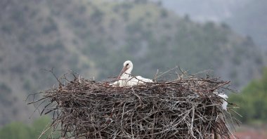 A young stork returns to Saraydüzü Cuma Plain, marking a success for local conservation efforts in Sinop, Türkiye, May 14, 2025. (AA Photo)
