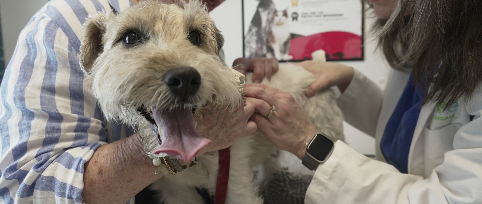 Dr. Karen Woodard checks for fleas and ticks on Gail Friedman&#039;s allergy-prone dog, Mr. Friedman, Elmhurst, U.S., May 13, 2025. (AP Photo)