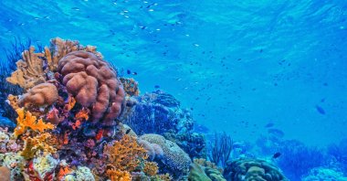 The collapse of reefs threatens in particular the estimated 1 billion people who rely on them for food, tourism income and protection from coastal erosion and storms. (Shutterstock Photo)