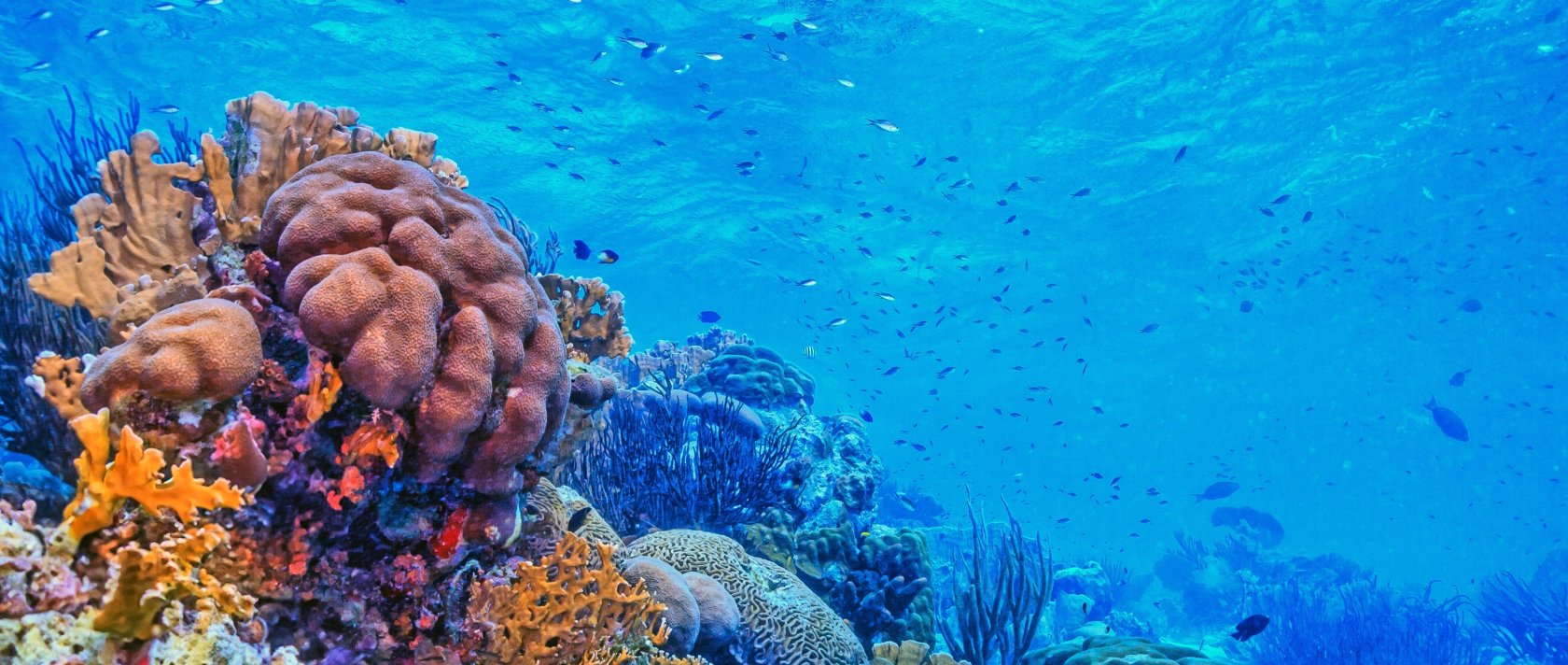 The collapse of reefs threatens in particular the estimated 1 billion people who rely on them for food, tourism income and protection from coastal erosion and storms. (Shutterstock Photo)