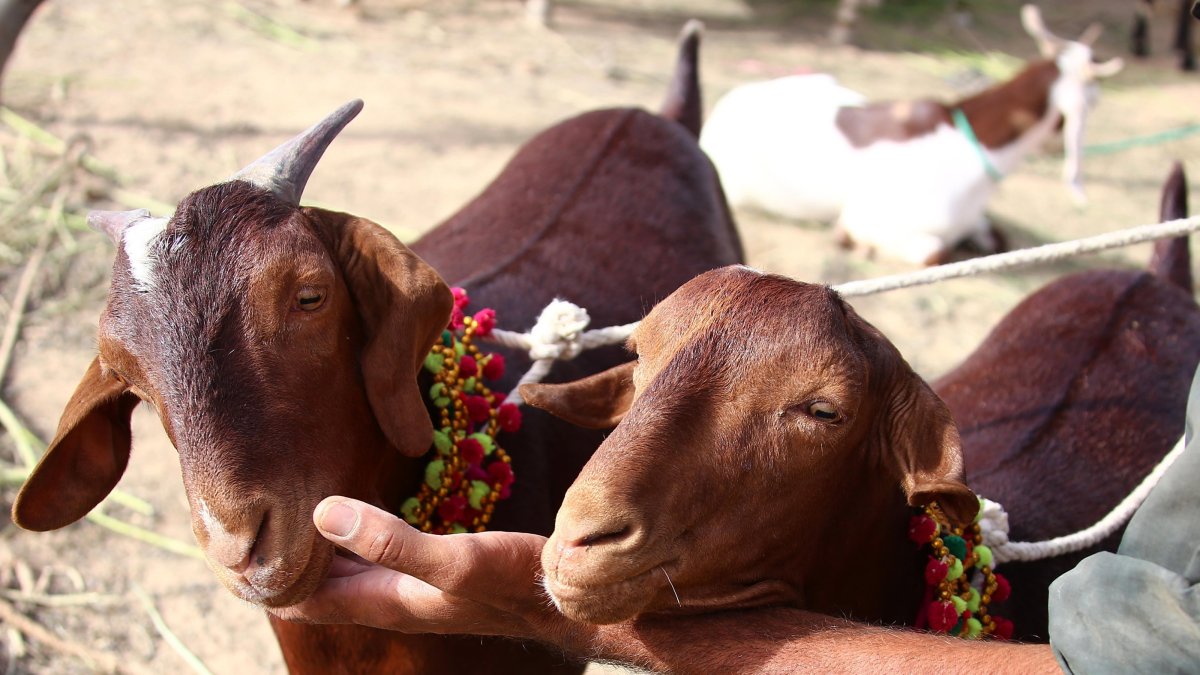 Sacrificial animals for sale await customers at a local livestock market ahead of the Muslim festival of Eid al-Adha, Karachi, Pakistan, 31 May 2025. (EPA Photo)