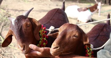 Sacrificial animals for sale await customers at a local livestock market ahead of the Muslim festival of Eid al-Adha, Karachi, Pakistan, 31 May 2025. (EPA Photo)