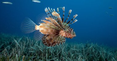 An invasive species is spotted by underwater footage, off Kaş, Antalya, southern Türkiye, June 3, 2025. (AA Photo)