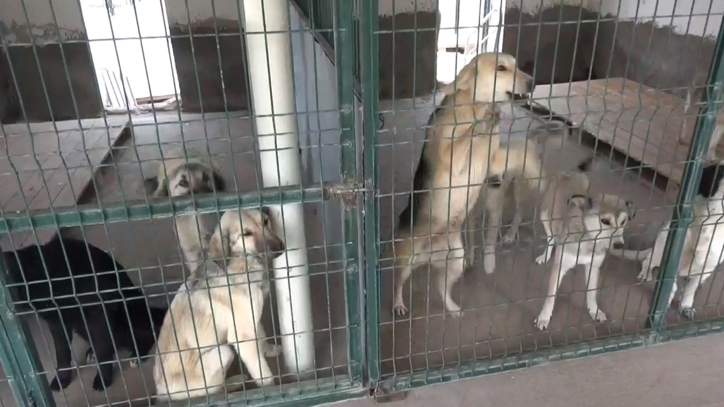 Stray dogs rest inside a shelter in Türkiye amid ongoing efforts to improve animal care facilities. (IHA Photo)