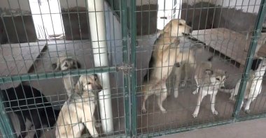 Stray dogs rest inside a shelter in Türkiye amid ongoing efforts to improve animal care facilities. (IHA Photo)