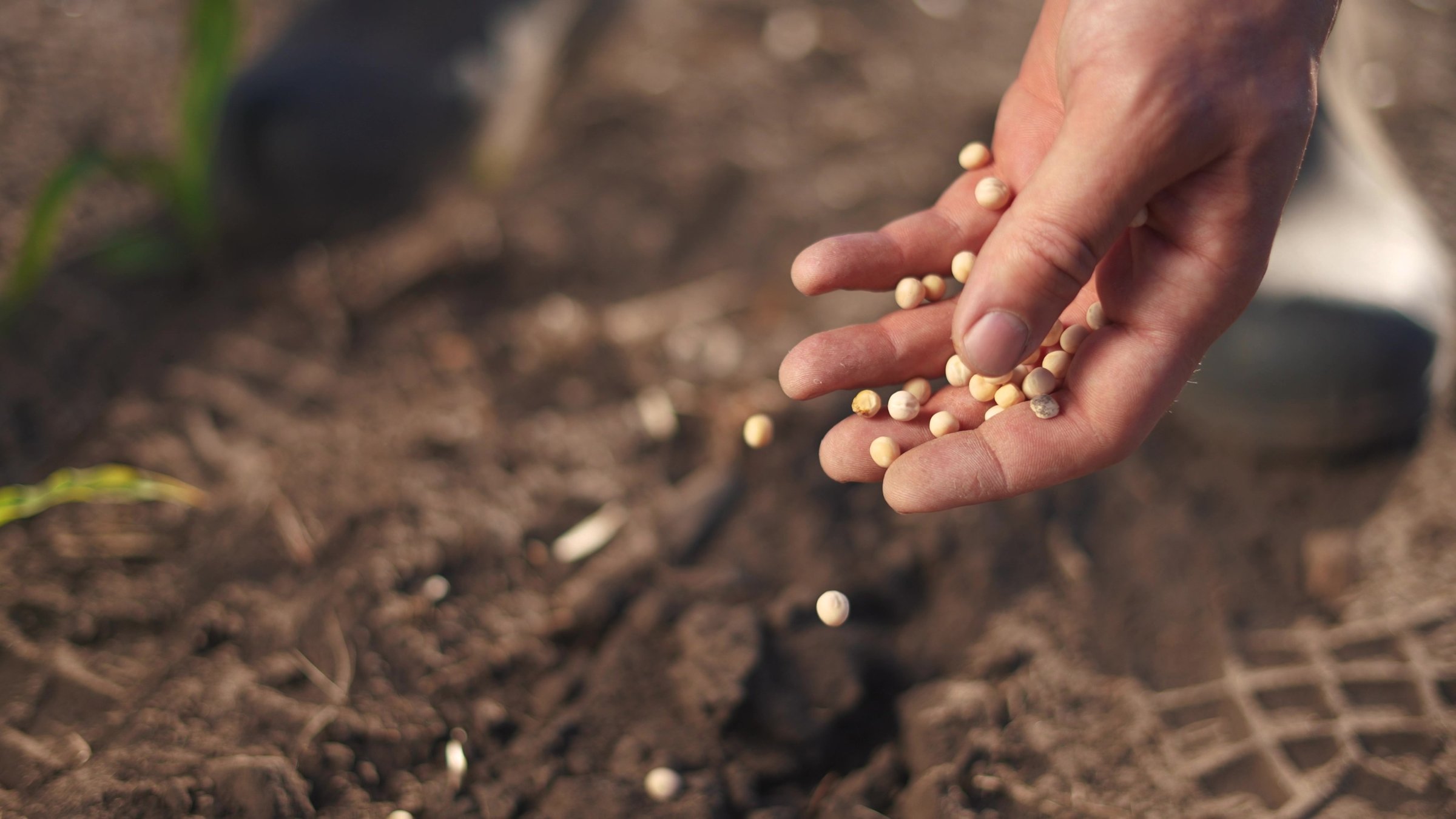 A farmer plants soybean and pea seeds by hand in a cultivated field, reflecting traditional methods in agricultural production. (Shutterstock Photo)