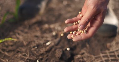 A farmer plants soybean and pea seeds by hand in a cultivated field, reflecting traditional methods in agricultural production. (Shutterstock Photo)