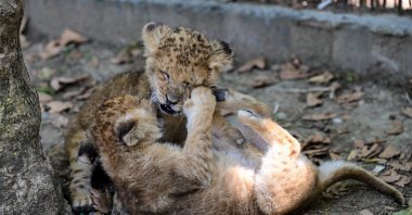 Twin lion cubs "Osimhen" and "Ciro" play together at the wildlife park in Antalya, Türkiye, June 5, 2025. (AA Photo)