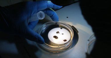 Scientists examine the newly identified Haemaphysalis longicornis tick species under laboratory conditions, Tokat, Türkiye, June 9, 2025. (AA Photo)