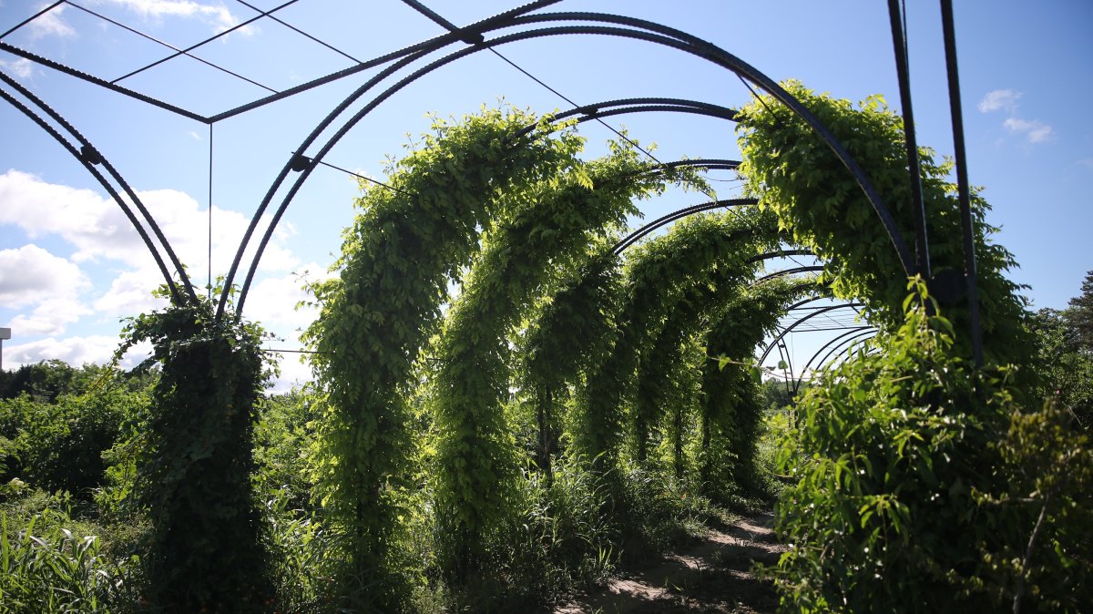 The &quot;Fragrance Tunnel&#039; lined with plants in Edirne, Türkiye, May 26, 2025. (AA Photo)