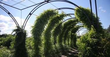 The &quot;Fragrance Tunnel&#039; lined with plants in Edirne, Türkiye, May 26, 2025. (AA Photo)