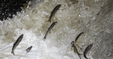Pearl mullets swim upstream in Deliçay Creek during spawning, Van Lake, Türkiye, May 20, 2025. (AA Photo)