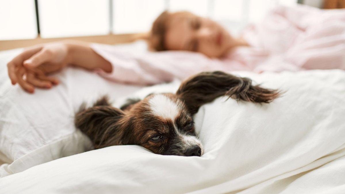 Lots of pet owners let their animals sleep on the bed with them, which usually disrupts sleep. But many would say it’s worth it. (Shutterstock Photo)