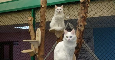 Van cats with their distinctive colorful eyes and silky white fur rest peacefully at the Van Cat Mansion, Van, Türkiye, June 12, 2025. (IHA Photo)