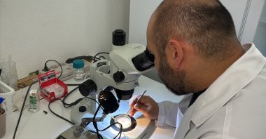 Professor Adem Keskin examines a tick specimen under a microscope during laboratory research at Tokat Gaziosmanpaşa University, Tokat, Türkiye, June 17, 2025. (IHA Photo)