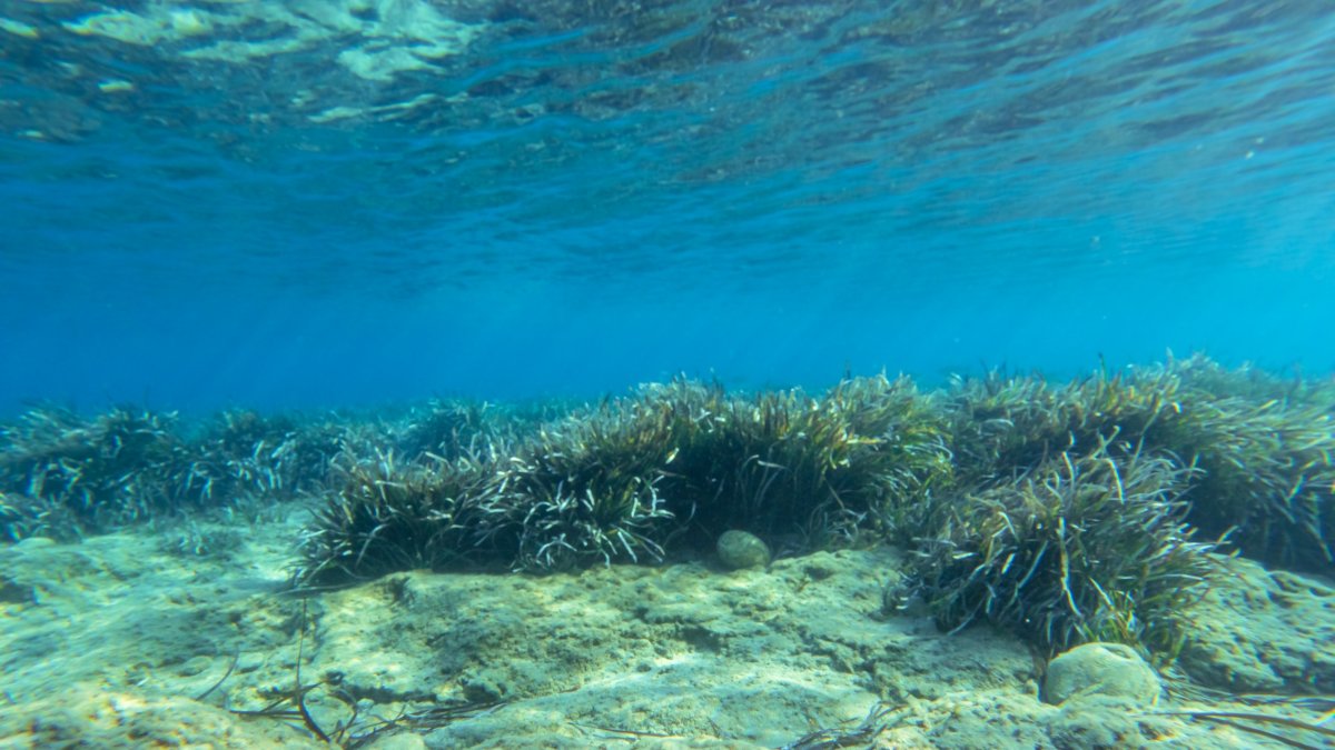 Seagrass beds in Türkiye play key role in reducing carbon emissions