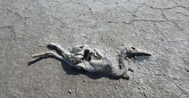A dead flamingo chick on the shore reflects the water crisis threatening wildlife at Lake Tuz, Türkiye, June 18, 2025. (DHA Photo)