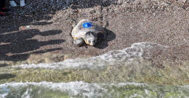A loggerhead sea turtle (caretta caretta) is released and heads back to the sea in Antalya, Türkiye, June 16, 2025. (AA Photo)