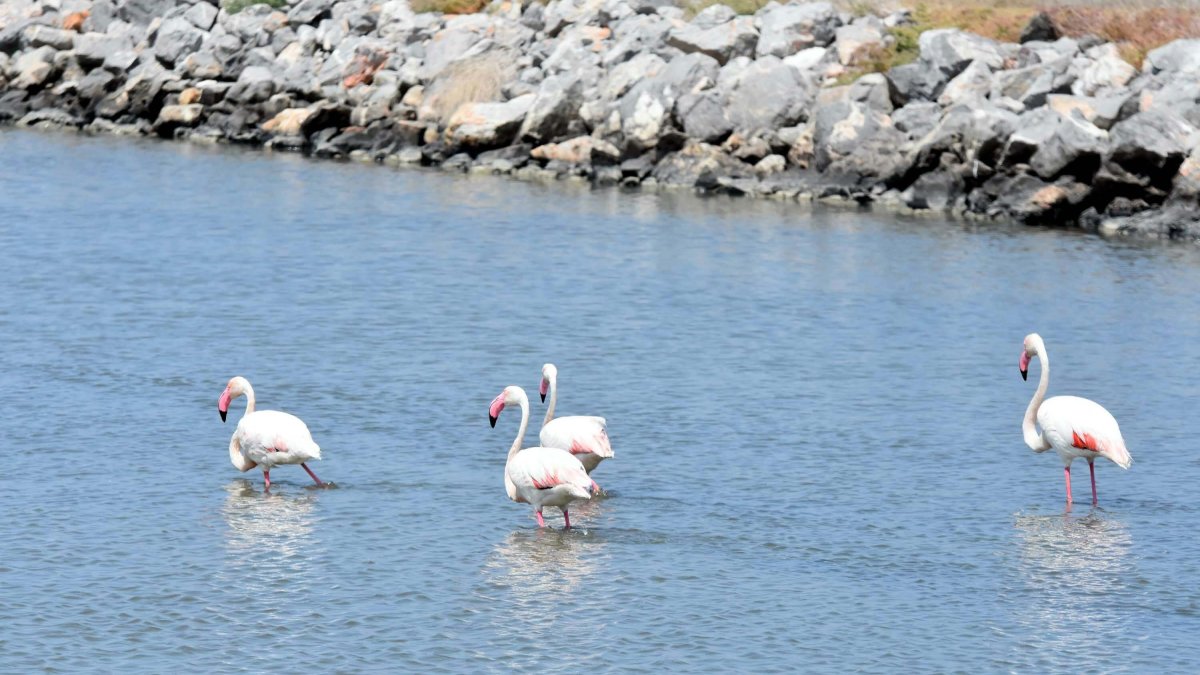 Flamingos gather with their chicks at Izmir Bird Paradise in the Gediz Delta, Türkiye, June 18, 2025. (DHA Photo)