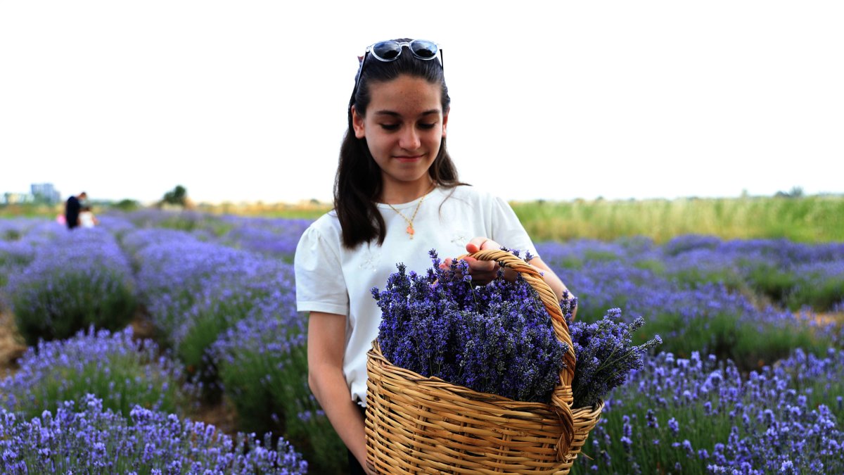 A girl holds a basket full of lavender at the Edirne Lavender Field Days, Edirne, Türkiye, May 19, 2025. (AA Photo)
