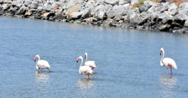 Flamingos gather with their chicks at Izmir Bird Paradise in the Gediz Delta, Türkiye, June 18, 2025. (DHA Photo)