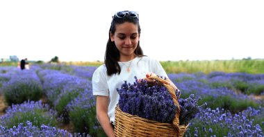 A girl holds a basket full of lavender at the Edirne Lavender Field Days, Edirne, Türkiye, May 19, 2025. (AA Photo)