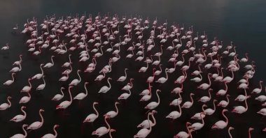 Flamingos gather at Erçek Lake, creating a stunning pink display, Van, Türkiye, June 23, 2025. (IHA Photo)