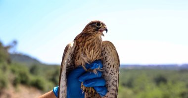 One of the rehabilitated kestrels prepares to return to its natural habitat, Antalya, Türkiye, June 20, 2025. (AA Photo)
