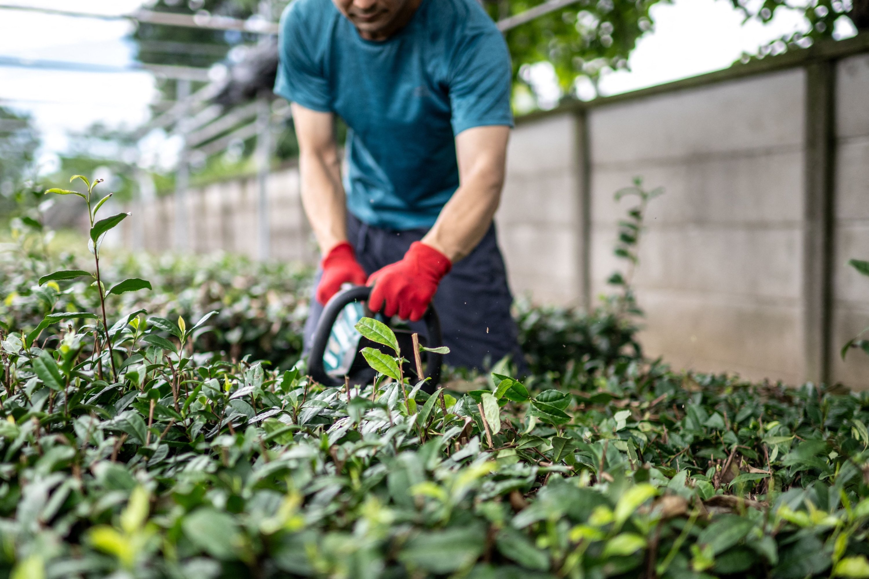 Tea farmer Masahiro Okutomi works at his farm in Sayama city of Saitama Prefecture, Japan, June 4, 2025. (AFP Photo)