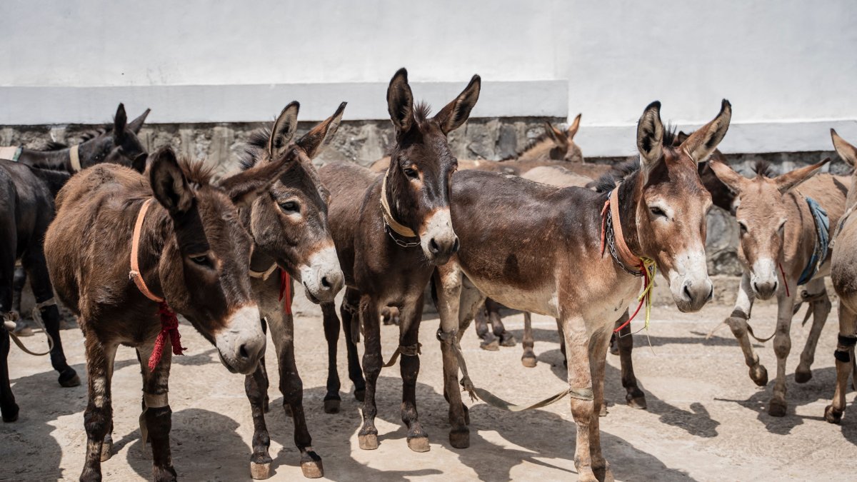 Donkeys wait to receive care at a clinic, Addis Ababa, Ethiopia, May 15, 2025. (AFP Photo)