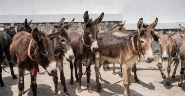 Donkeys wait to receive care at a clinic, Addis Ababa, Ethiopia, May 15, 2025. (AFP Photo)