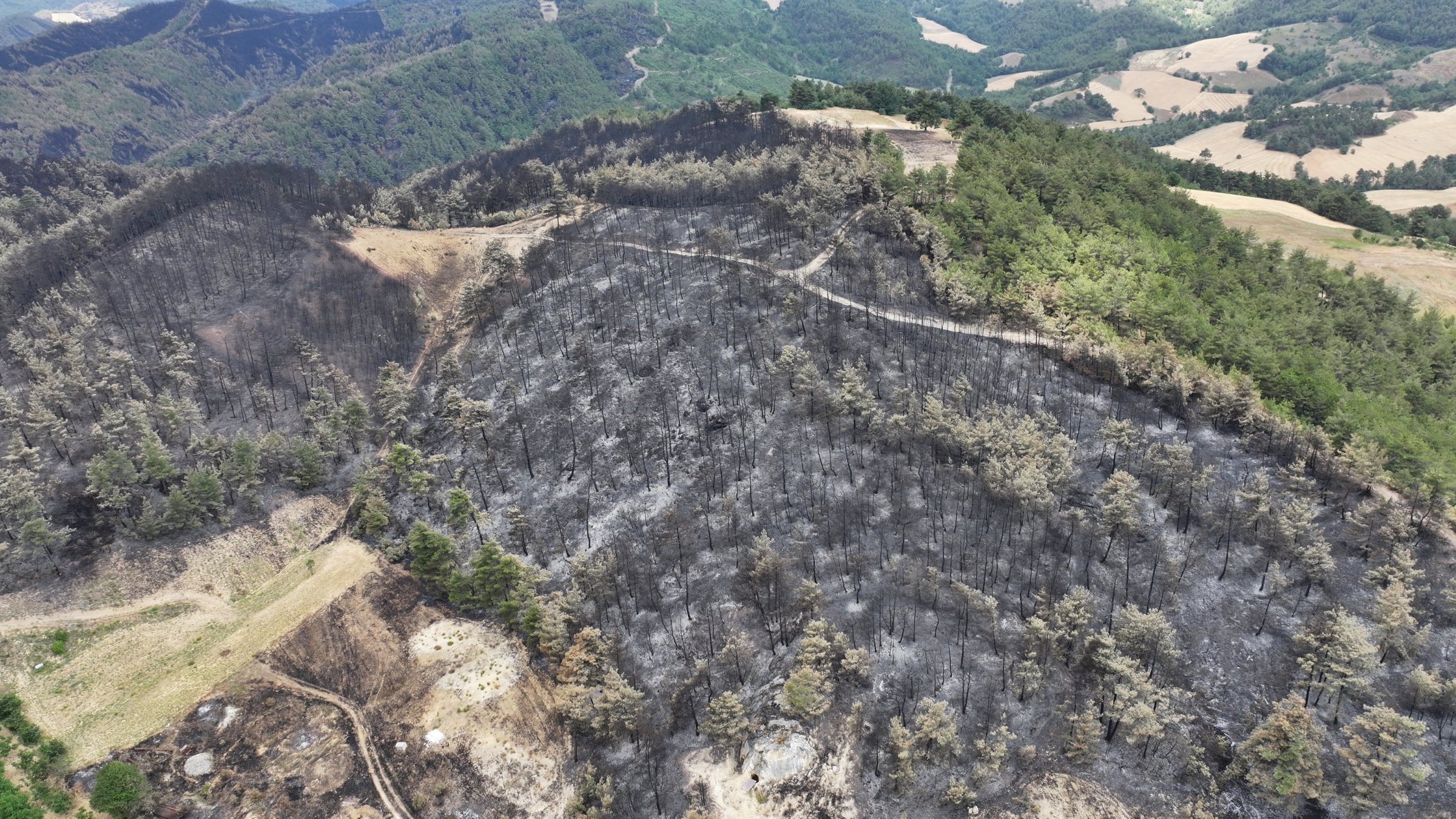 An aerial view of the burnt forest area showing the extent of wildfire damage, Sakarya, Türkiye, June 29, 2025. (AA Photo)