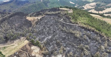An aerial view of the burnt forest area showing the extent of wildfire damage, Sakarya, Türkiye, June 29, 2025. (AA Photo)