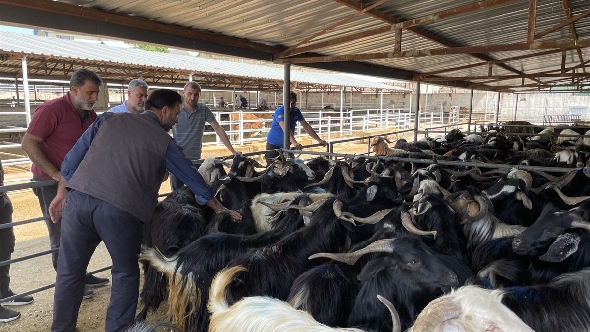 Türkiye suspends animal trade to fight SAT1 livestock virus