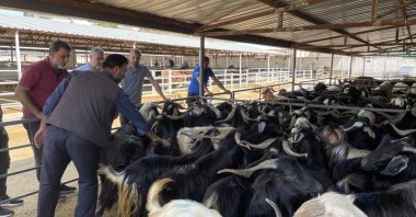 People shop for livestock at the Elazığ Livestock Exchange, which has been temporarily closed as of July 1 due to a rise in foot-and-mouth disease cases following Eid, Elazığ, Türkiye, July 2, 2025. (DHA Photo)
