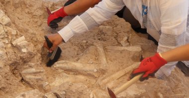 Experts excavate fossils discovered near the Yamula Dam, Kayseri, Türkiye, June 27, 2025. (AA Photo)