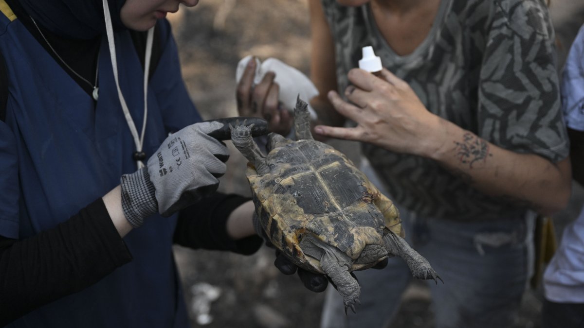 Teams in western Türkiye rescue injured animals after forest fire