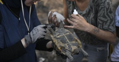 Tortoises rescued from the ashes receive treatment from volunteersö Izmir, Türkiye, July 5, 2025. (AA Photo)