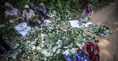 Women harvest linden flowers and leaves in the Karacabey district of Bursa, Türkiye, June 26, 2025. (AA Photo)