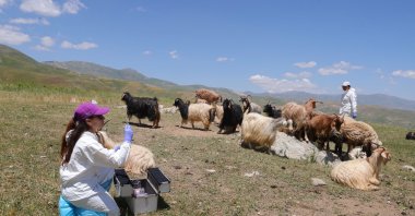 Veterinarians vaccinate livestock in Derecik to contain the SAT-1 strain of foot-and-mouth disease, Hakkari, Türkiye, June 24, 2025. (AA Photo)