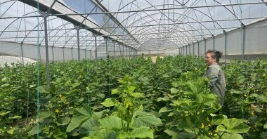 A person works in a greenhouse, Niğde, central Türkiye, July 5, 2025. (IHA Photo)