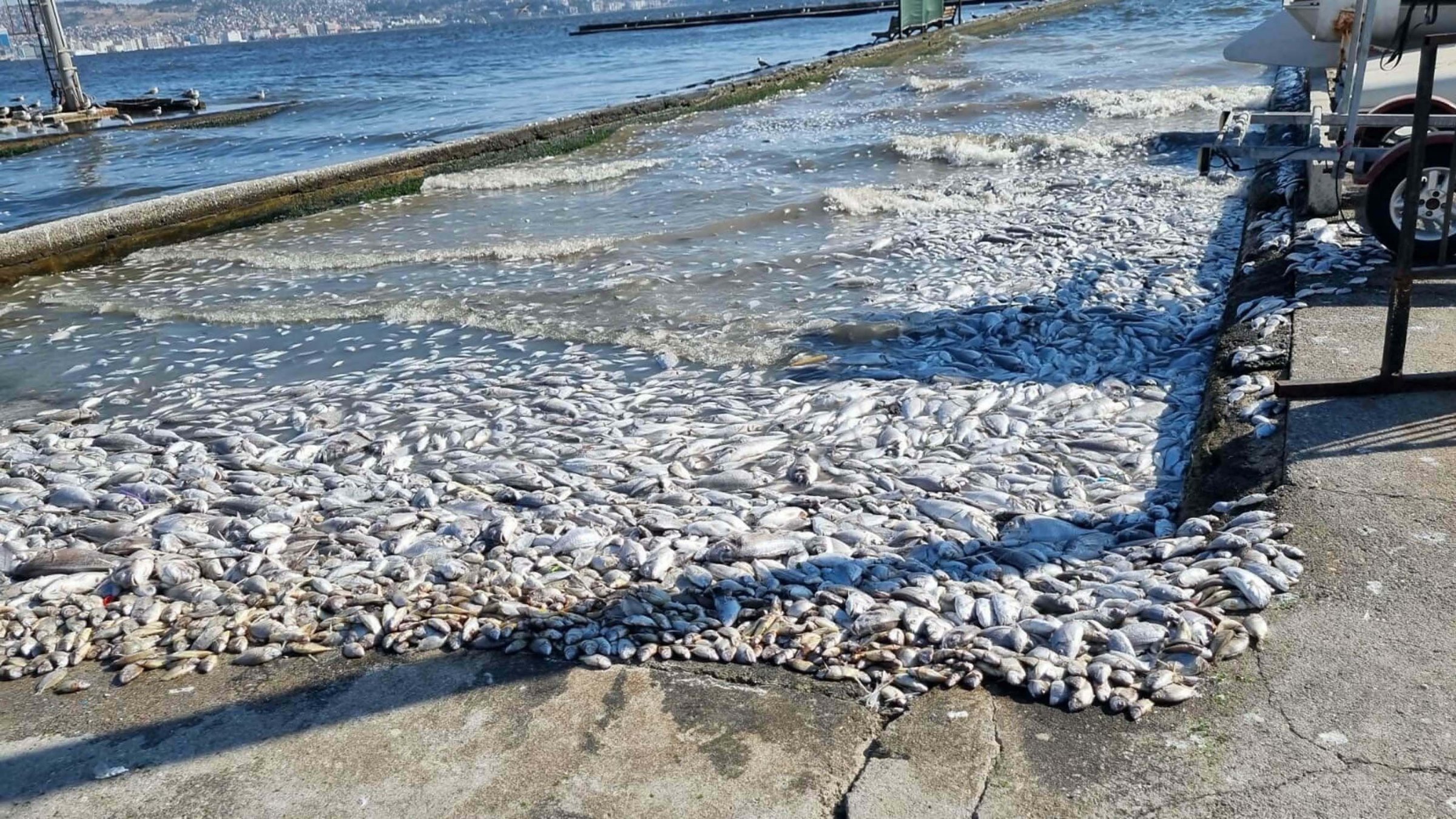 Dead fish litter the shores of Izmir Bay due to neglected water pollution, Izmir, Türkiye, Oct. 1, 2024. (DHA Photo)
