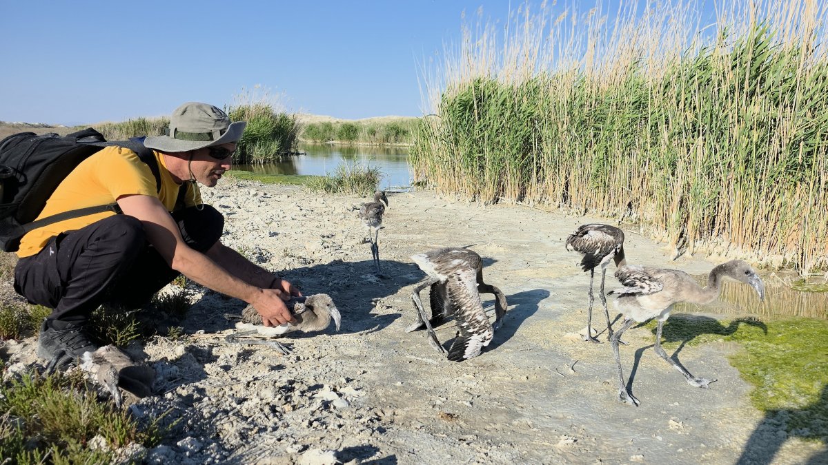 Fahri Tunç, head of an ecology association, releases 35 flamingo chicks, separated from their colony due to drought, into the drilling canal opened by the Environment, Urbanization and Climate Change Ministry, near Lake Tuz, central Aksaray province, Türkiye, July 6, 2025. (AA Photo)