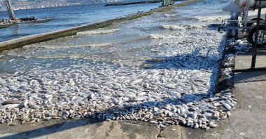 Dead fish litter the shores of Izmir Bay due to neglected water pollution, Izmir, Türkiye, Oct. 1, 2024. (DHA Photo)