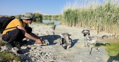 Fahri Tunç, head of an ecology association, releases 35 flamingo chicks, separated from their colony due to drought, into the drilling canal opened by the Environment, Urbanization and Climate Change Ministry, near Lake Tuz, central Aksaray province, Türkiye, July 6, 2025. (AA Photo)