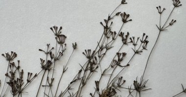 Newly discovered endemic plant species “Paphlagonian rush” is introduced to science by a research team from Bartın University, Bartın, Türkiye, June 22, 2025. (AA Photo) 