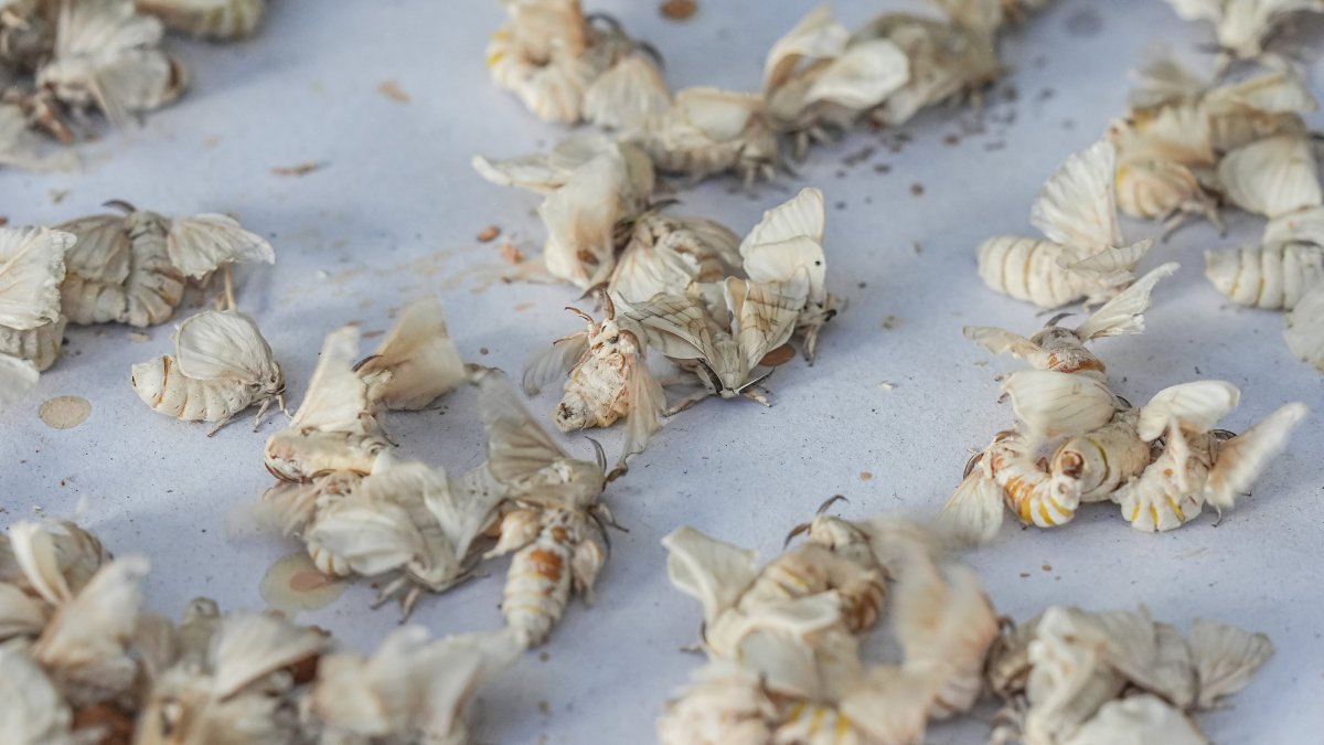Silkworms are carefully nurtured at the Bursa production facility, essential for sustaining Türkiye’s historic silk industry, Bursa, Türkiye, July 8, 2025. (AA Photo) 