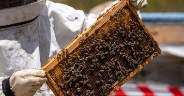 Beekeeper holds a honeycomb filled with fresh honey in the highlands of Erzurum, Türkiye, July 9, 2025. (AA Photo)